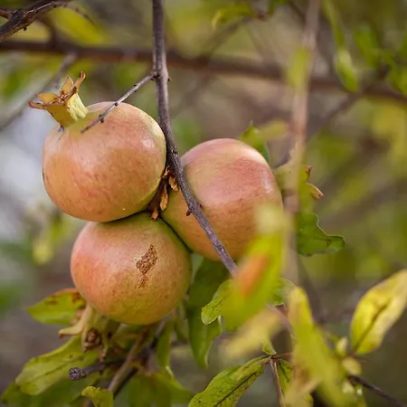 Casita Hari, Donde Tu Y Tu Tiempo Se Detienen. * Tuineje
