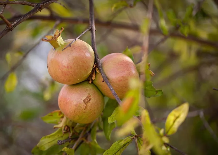 Casita Hari * Туйнехе